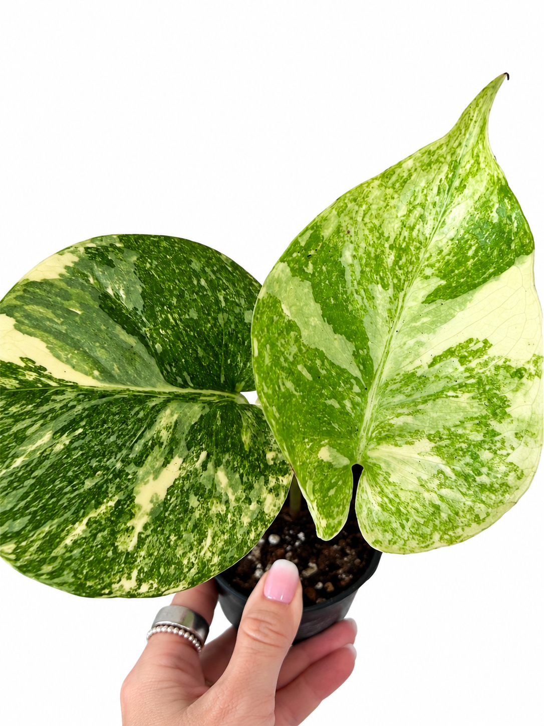 4” Monstera Legacy