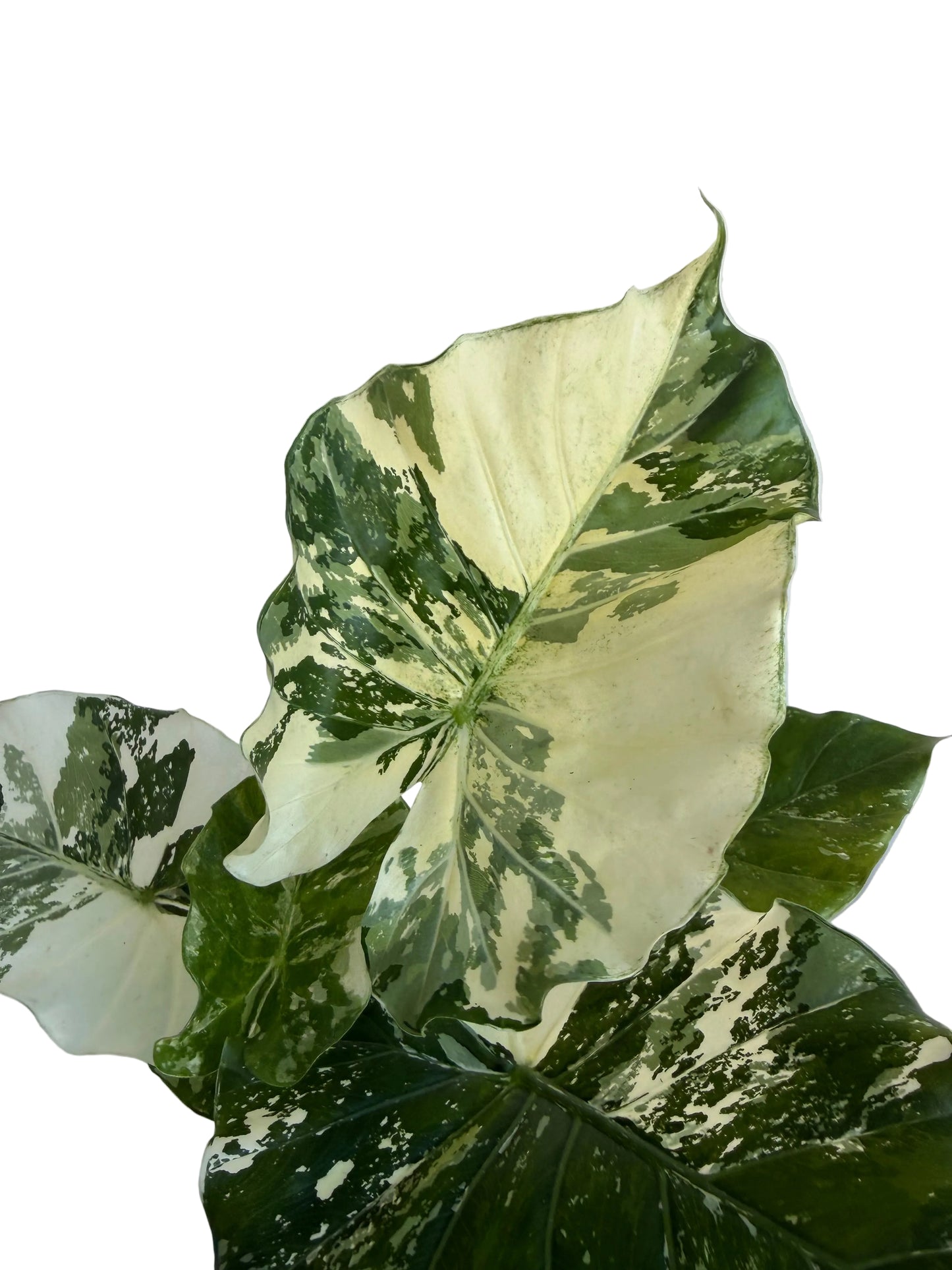 6” Alocasia Gageana Variegated