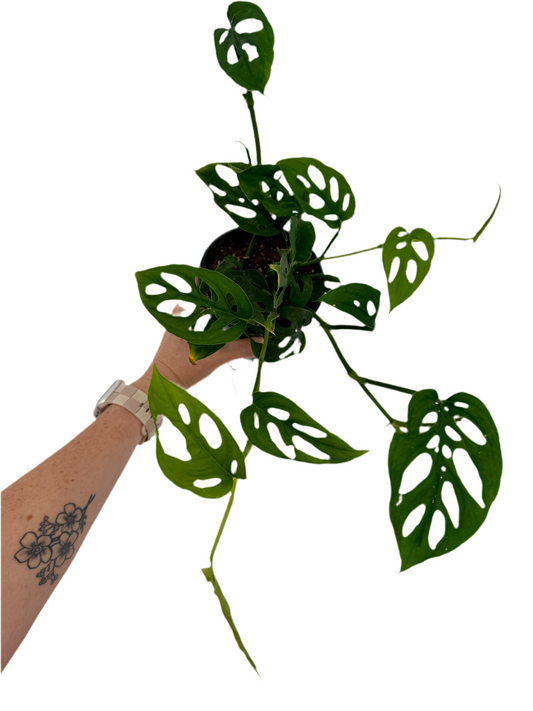 4" Monstera Esqueleto