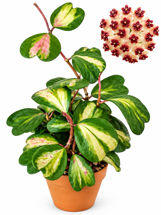 6” Hoya Kerrii Reverse (Inner) Variegated
