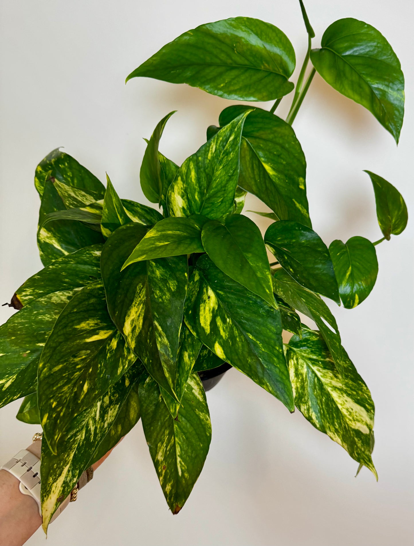 6” Epipremnum Yellow Sunrise