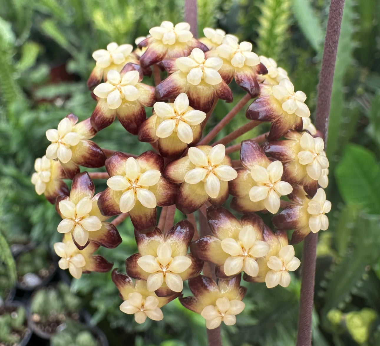 4” Hoya Clemensiorum