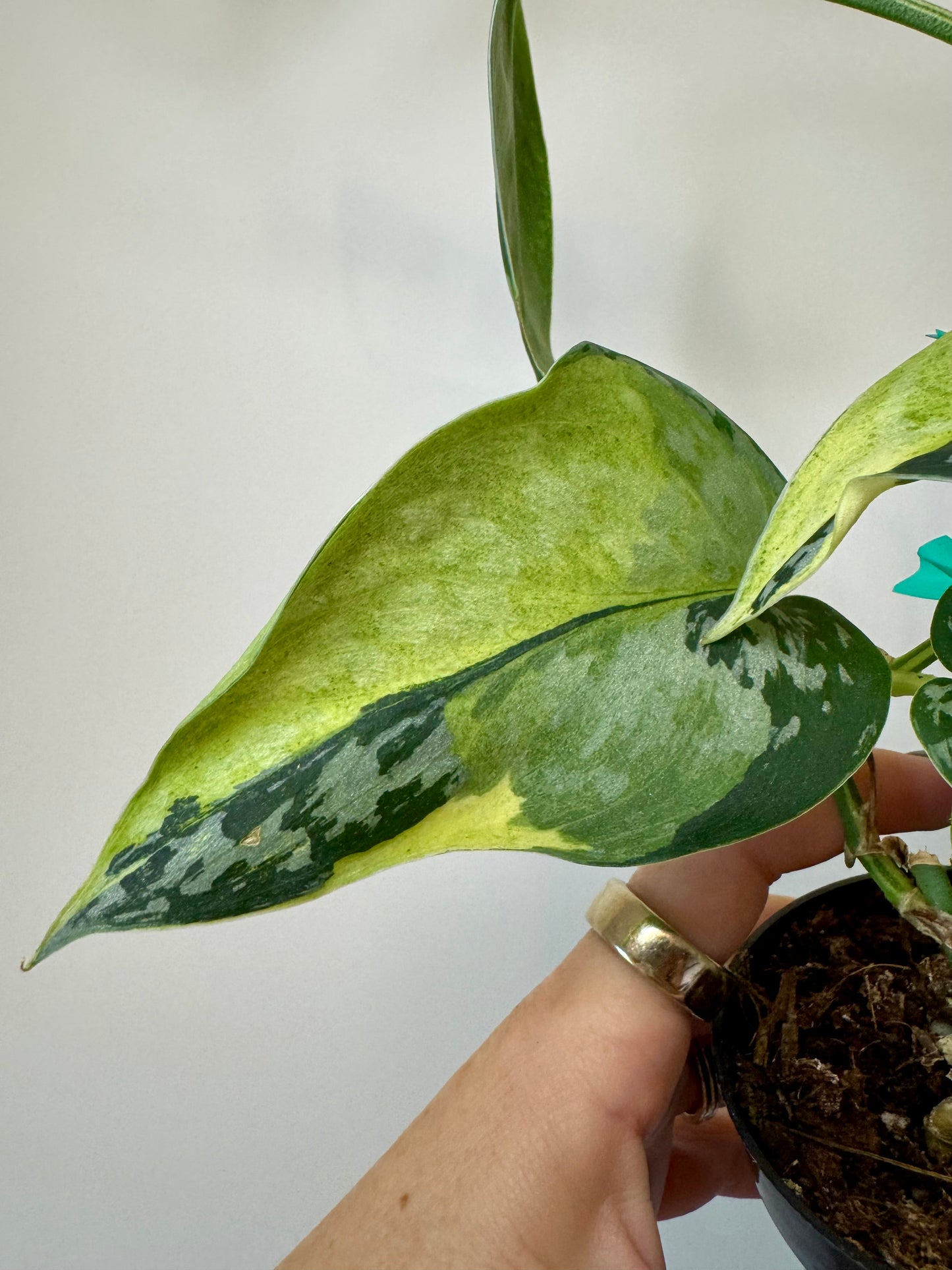 3” Scindapsus Maharlika