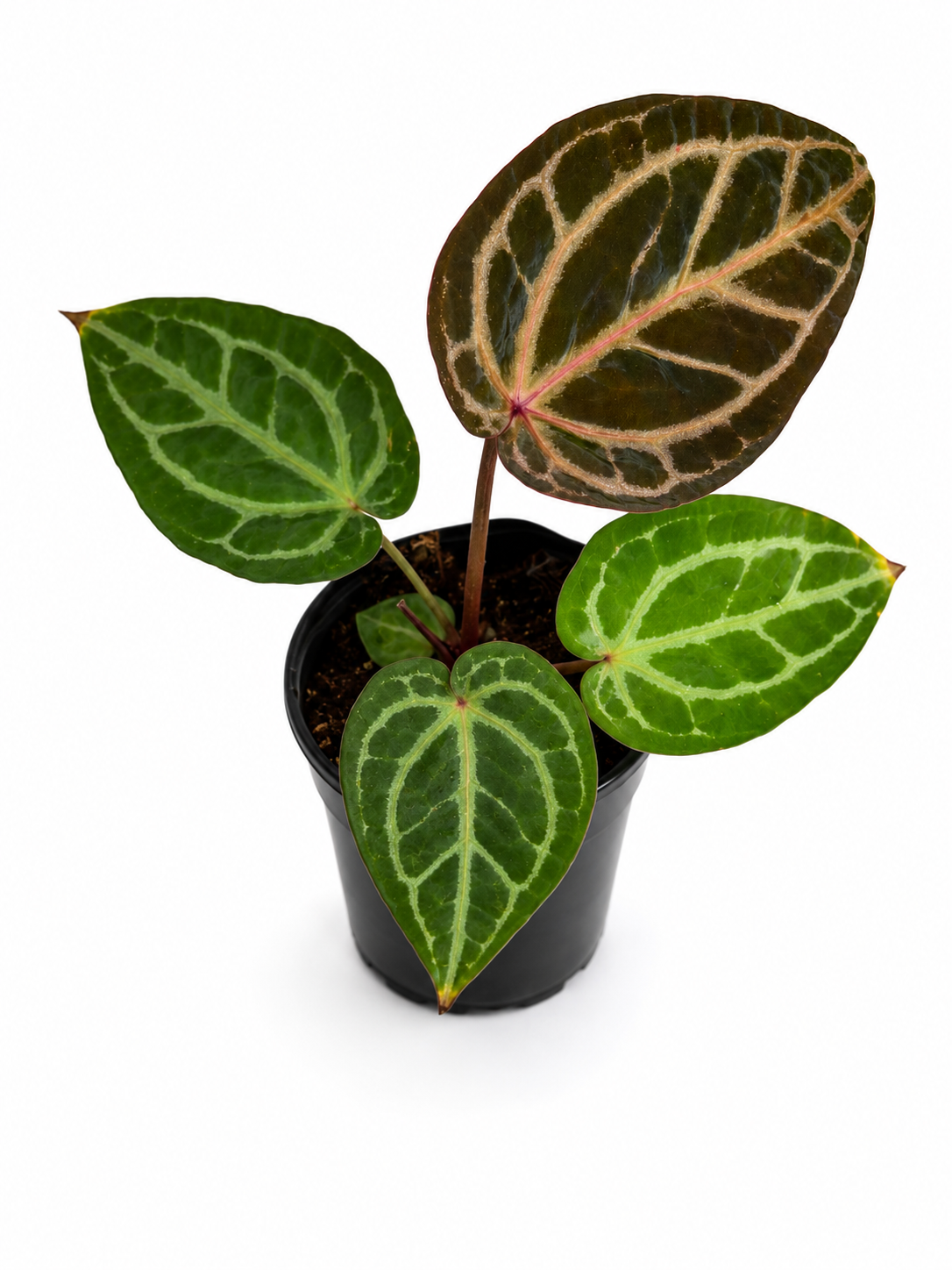 4" Anthurium 'Angela' x 'Black Widow'