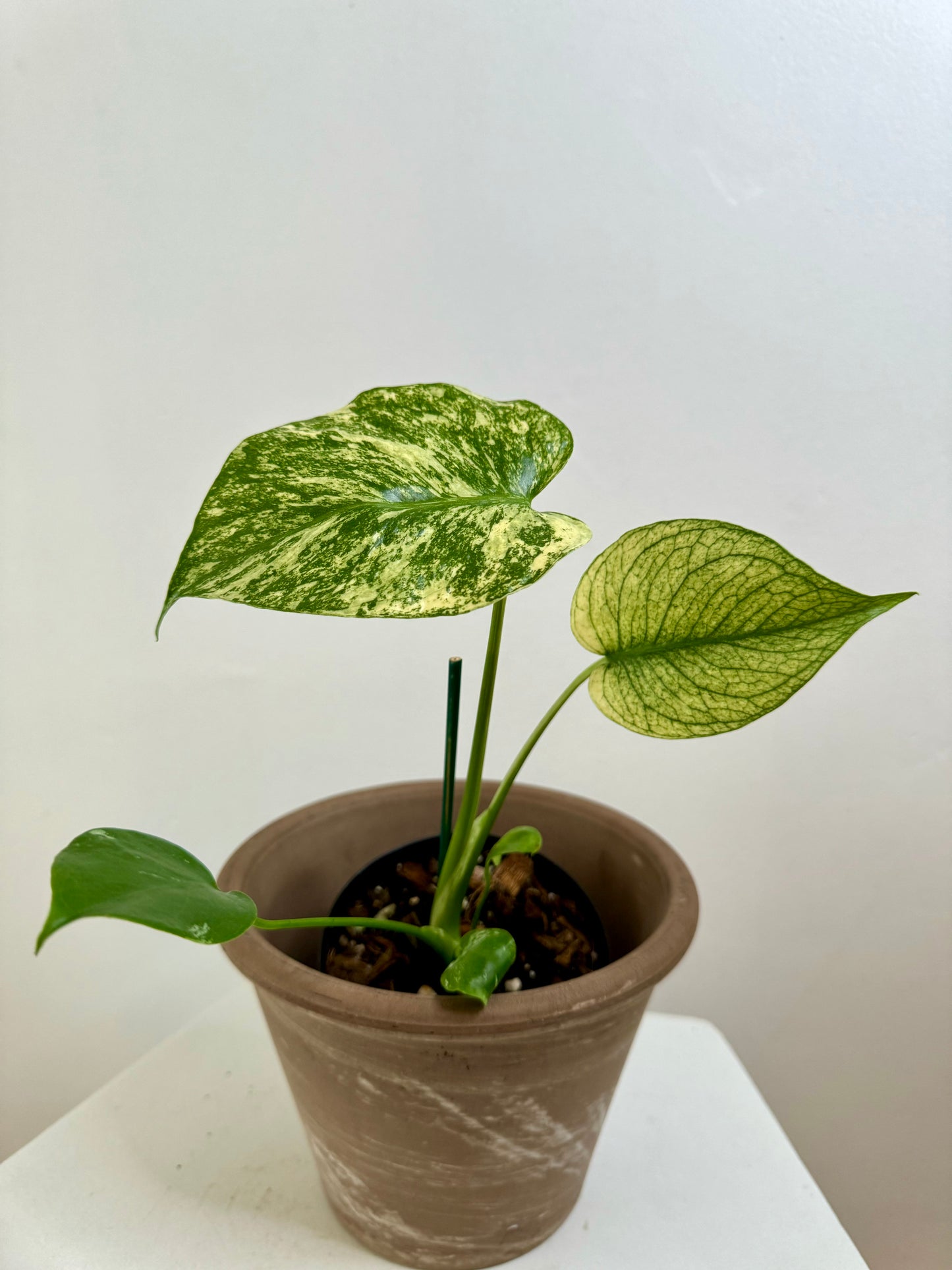 4” Monstera Deliciosa Mint