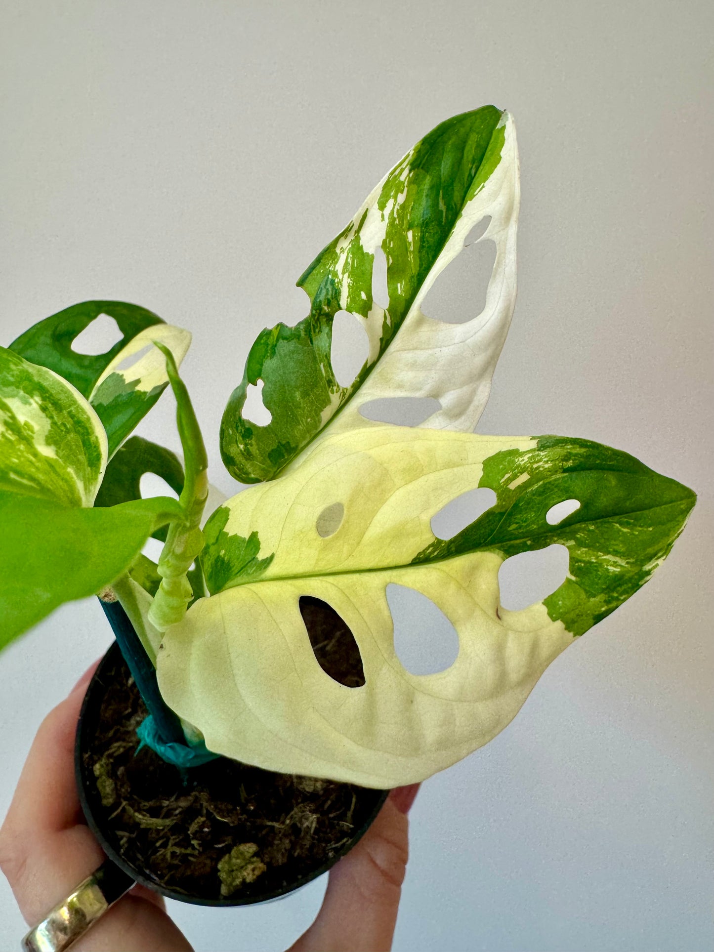 3” Monstera Adansonii Albo Variegated