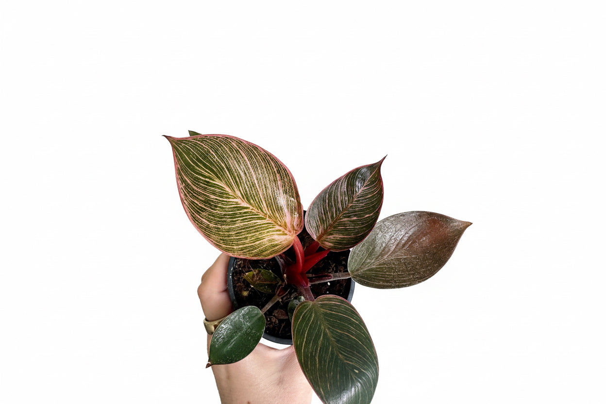 3” Philodendron Pink Birkin