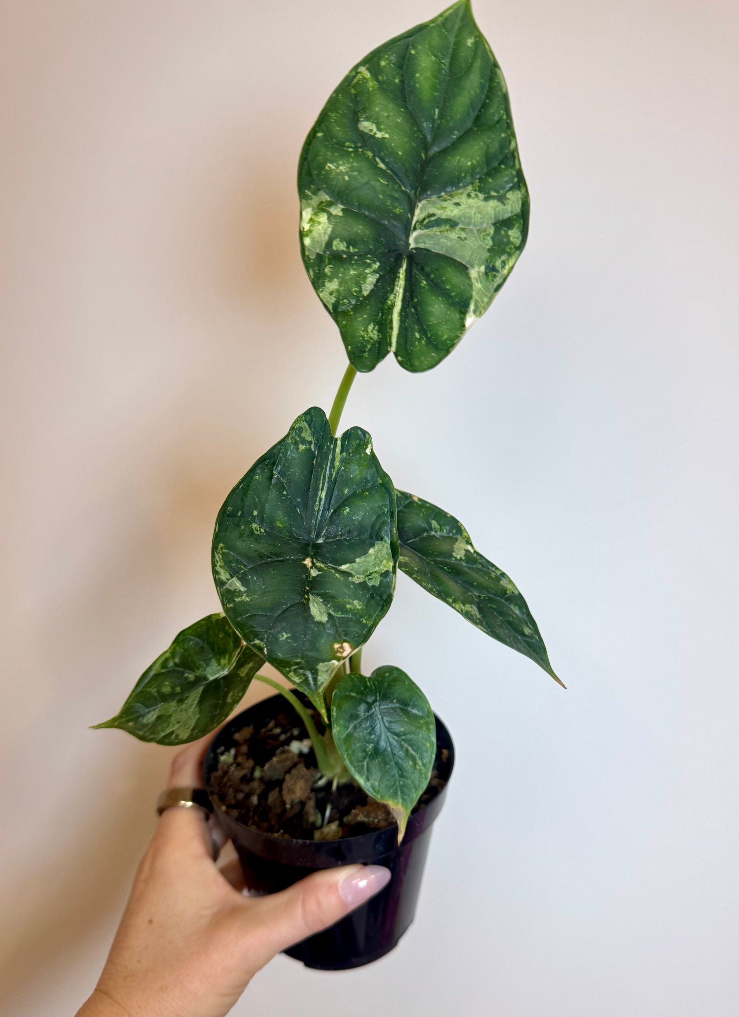 4” Alocasia Dragon Scale Mint Variegated