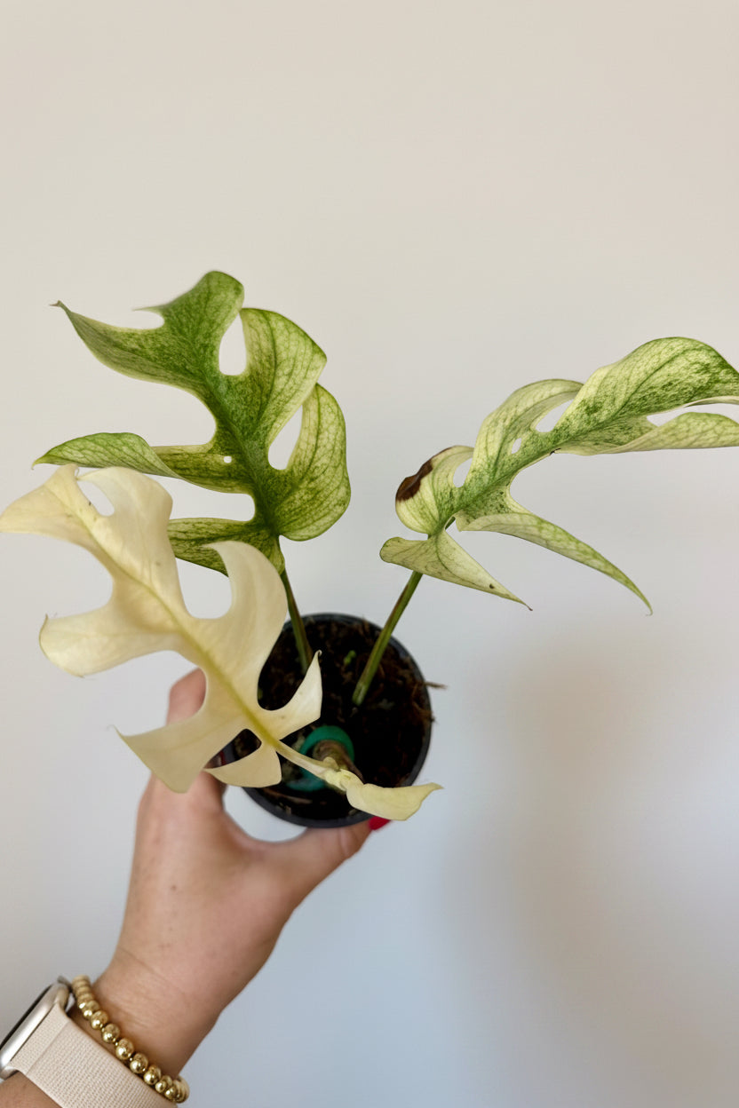 3” Rhaphidophora Tetrasperma 'Ginny White Monster'
