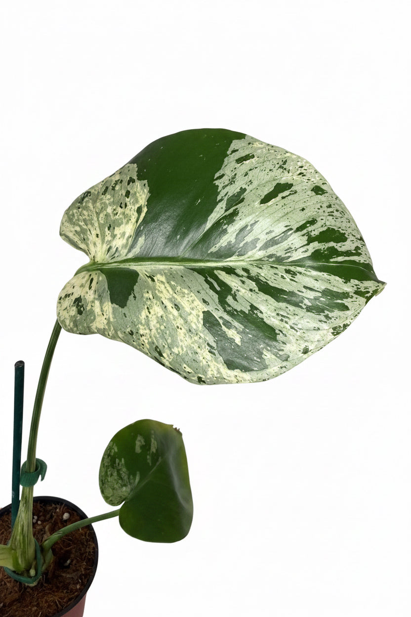 4" Monstera Vietciosa