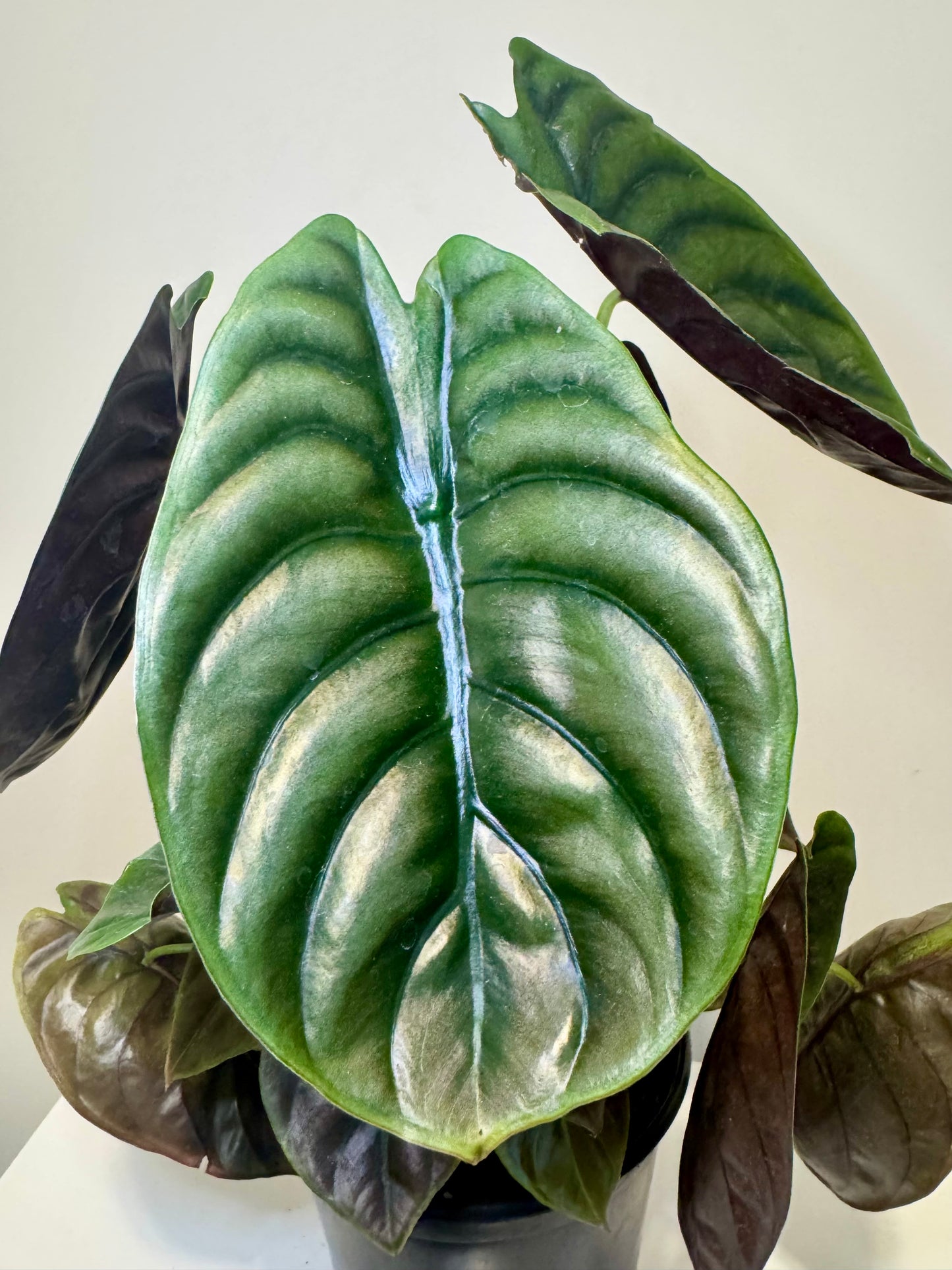 6" Alocasia Cuprea 'Red Secret'