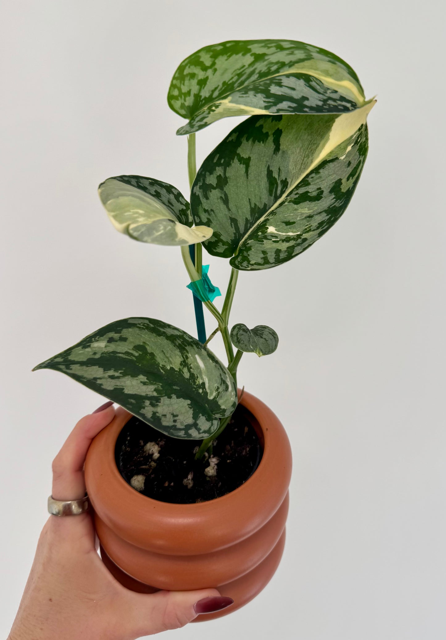 3” Scindapsus Mariposa