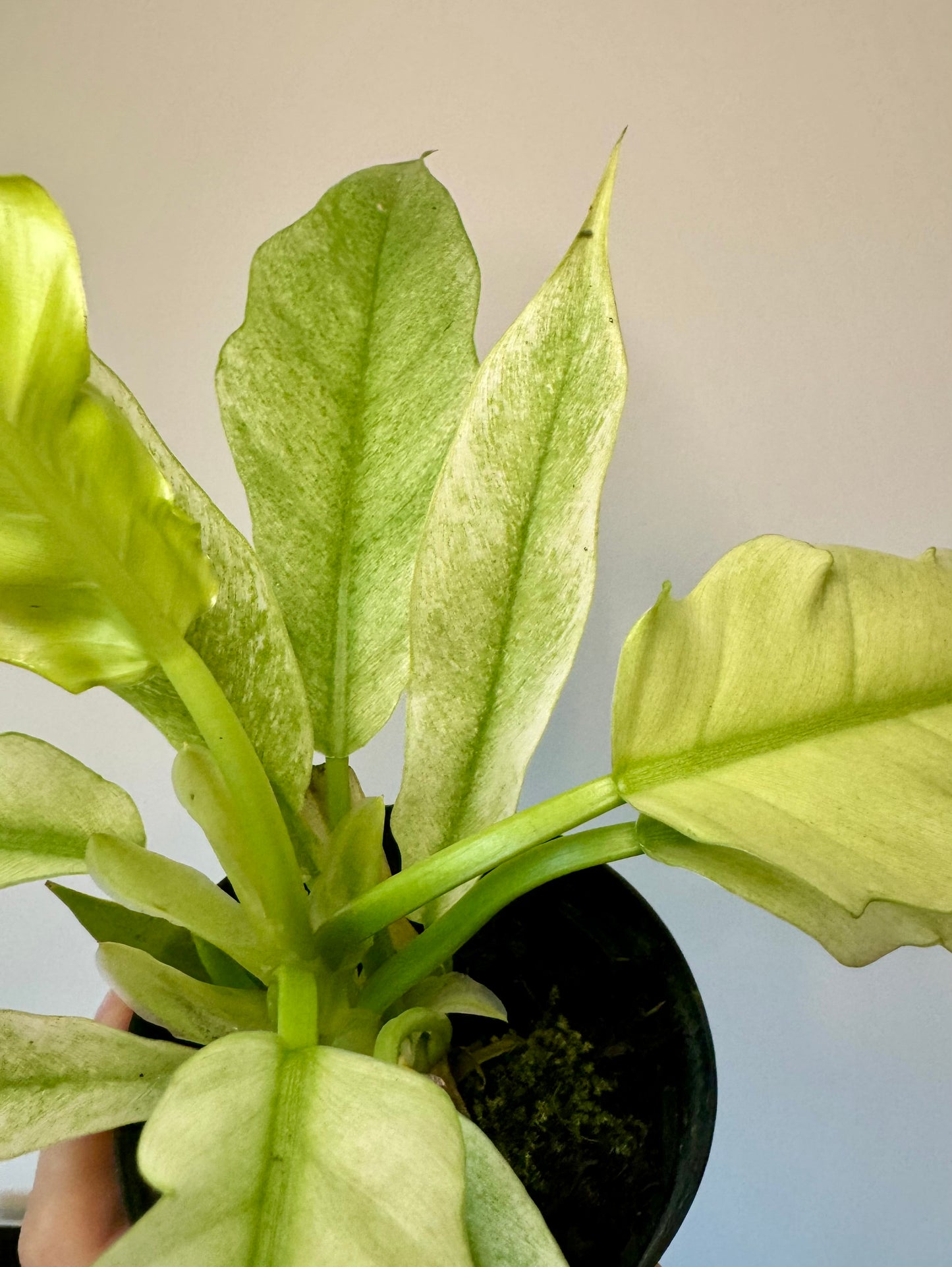 4” Philodendron 'Pluto' Mint Variegated