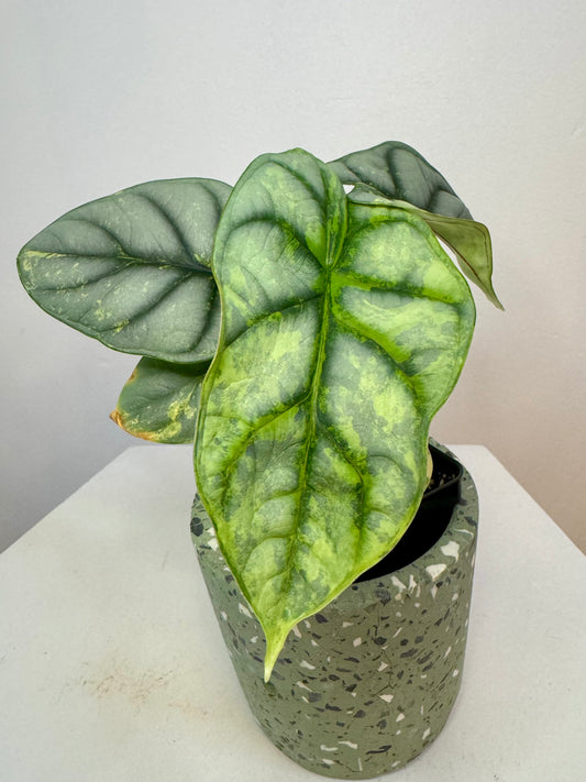 2.5" Alocasia Silver Dragon Variegated