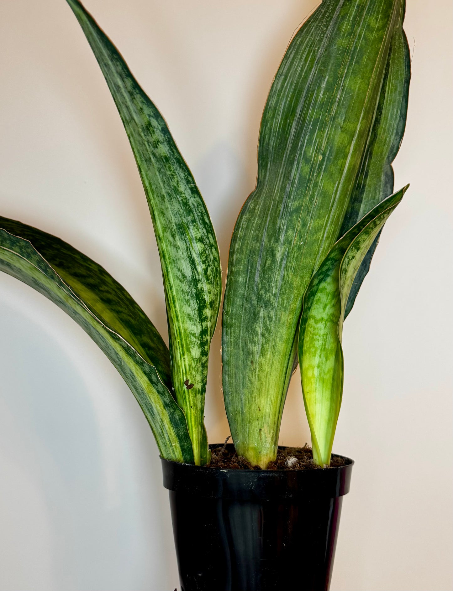 6” Sansevieria 'Whale Fin' Variegated (White)