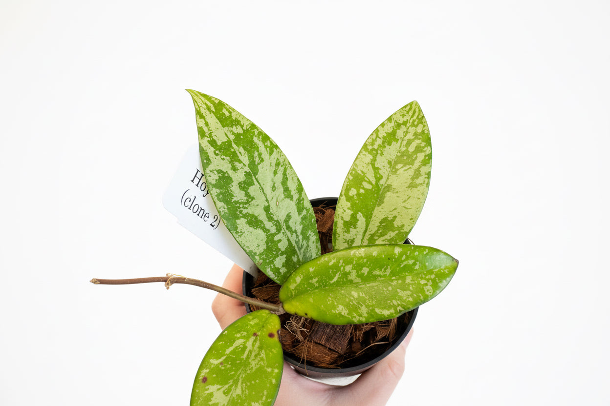 3" Hoya Crassipetiolata x Michele (Splash)