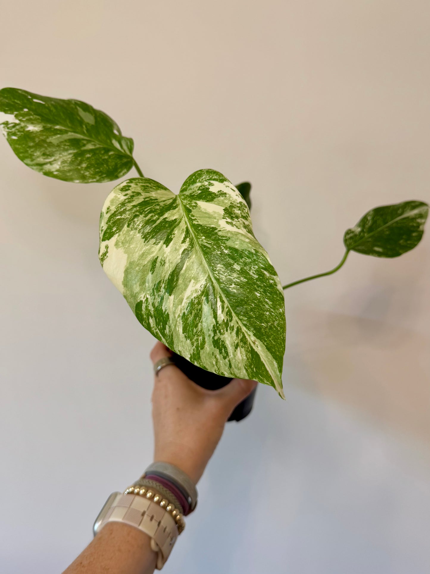 4” Monstera Albo