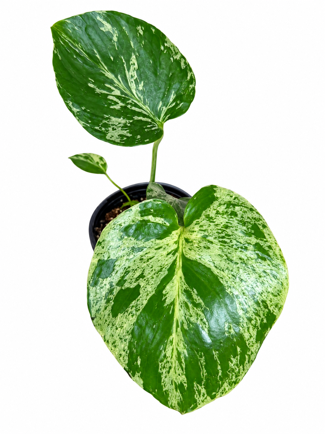 4” Monstera Bulbasaur