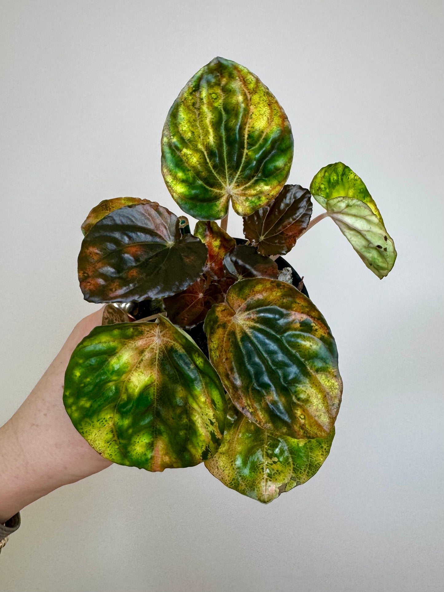 3" Peperomia Carnival