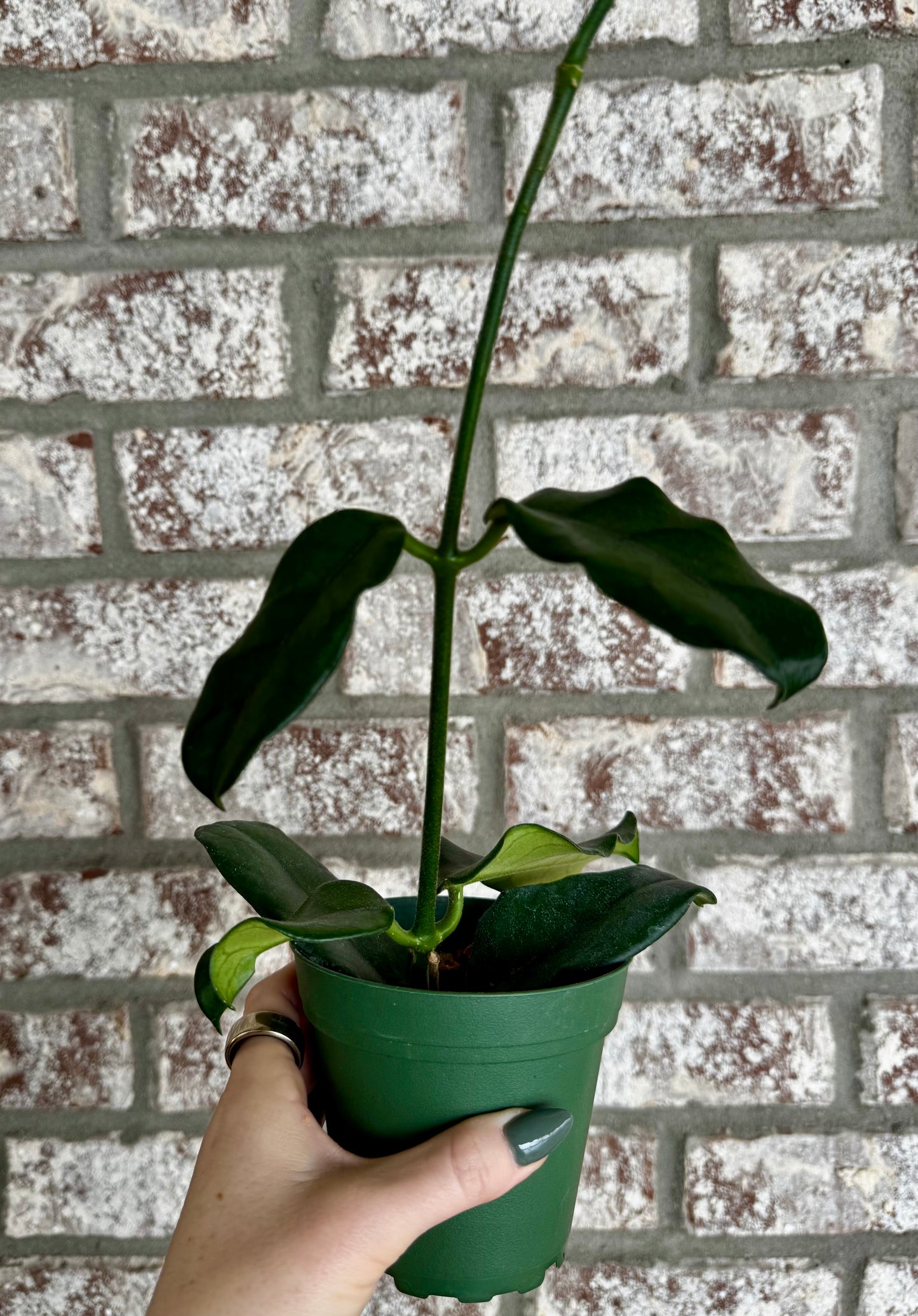 4” Hoya Globulosa