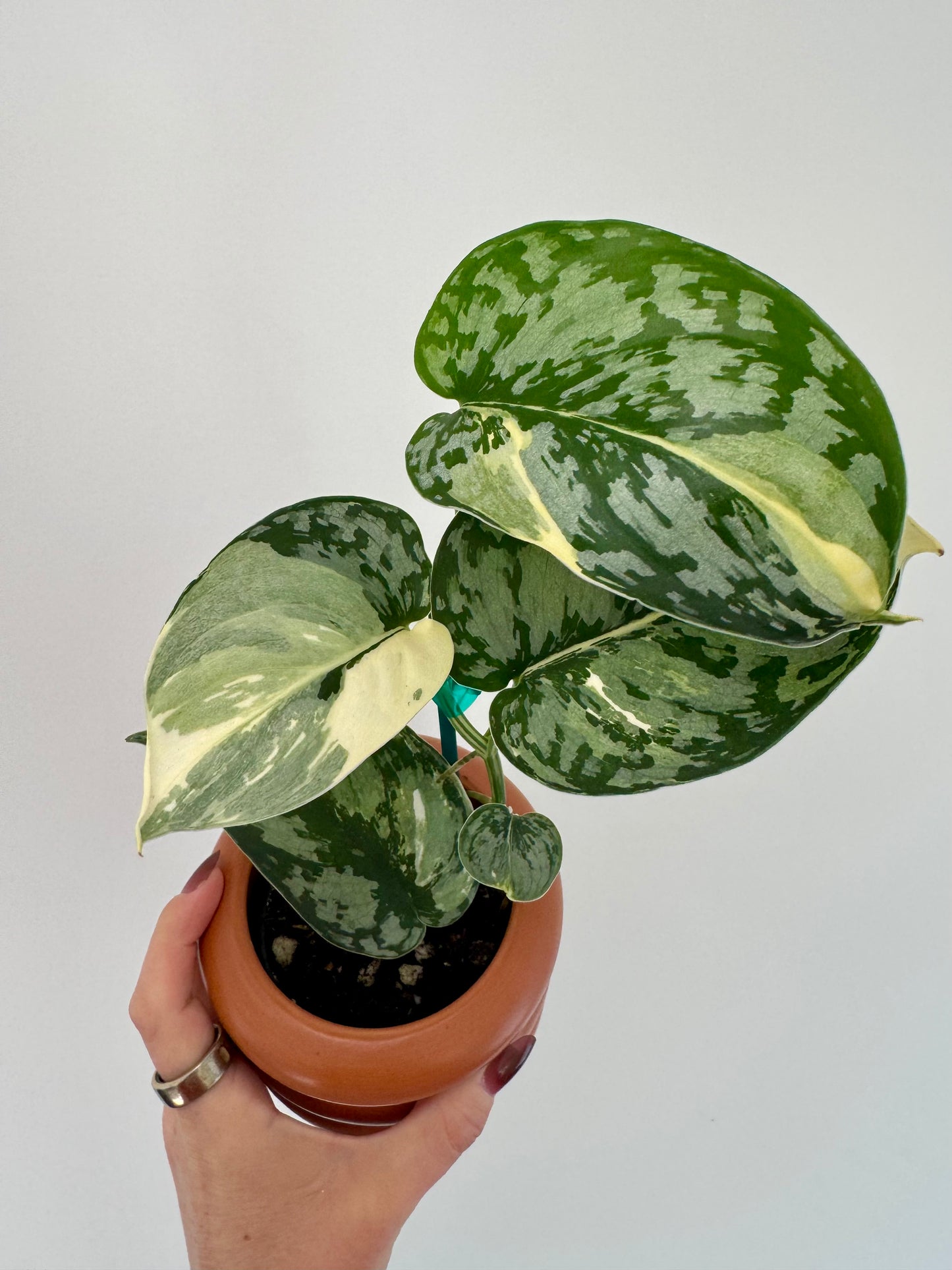 3” Scindapsus Mariposa