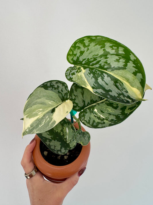 3” Scindapsus Mariposa