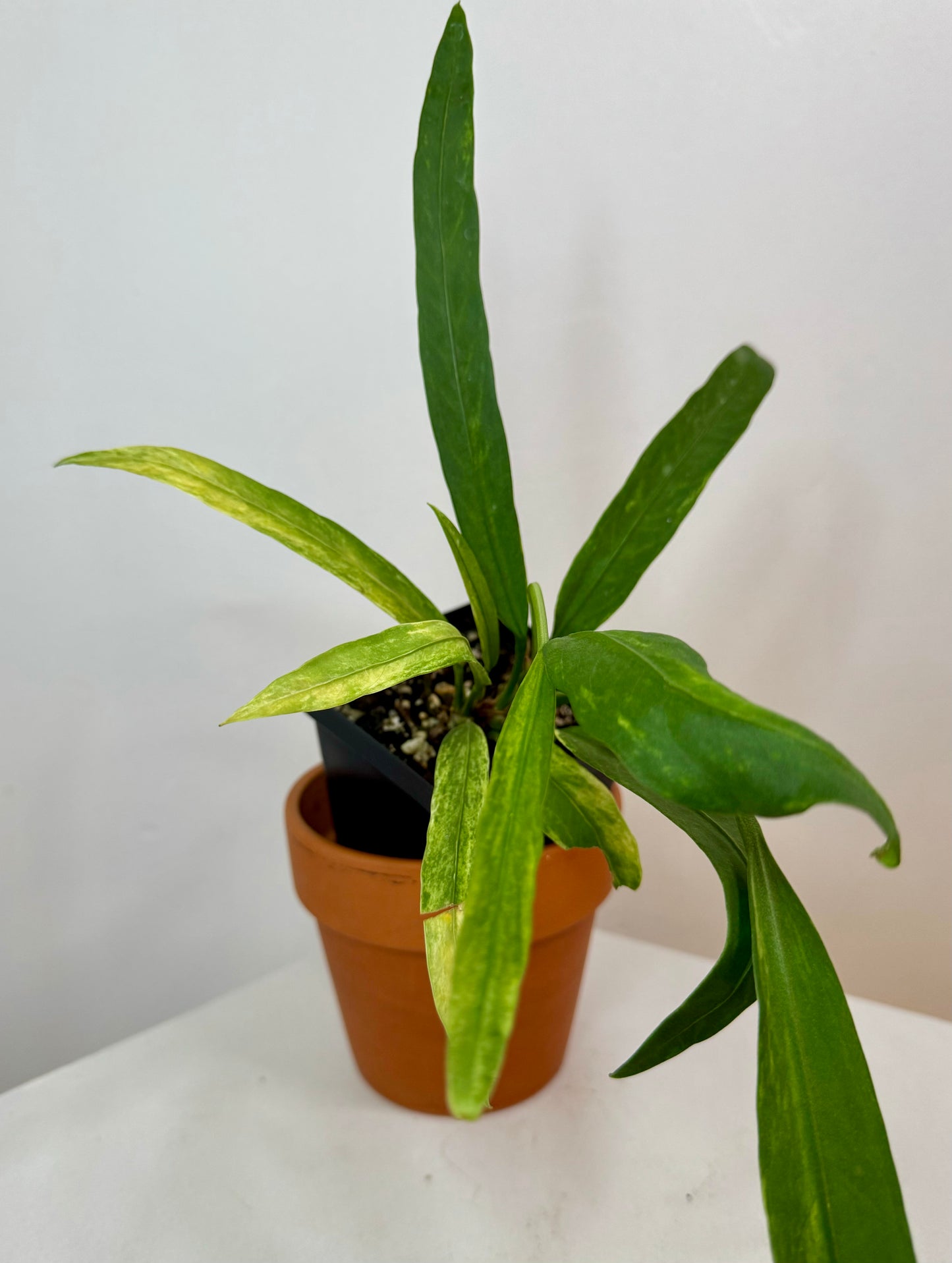 3" Anthurium Vittarifolium Variegated