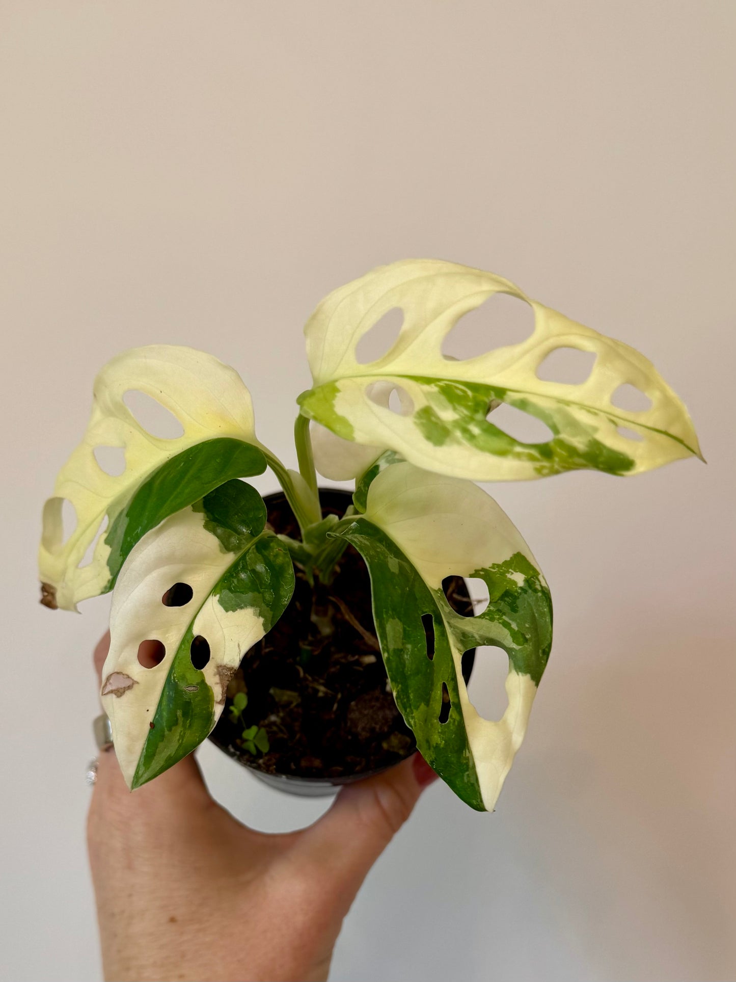 3” Monstera Adansonii Albo Variegated