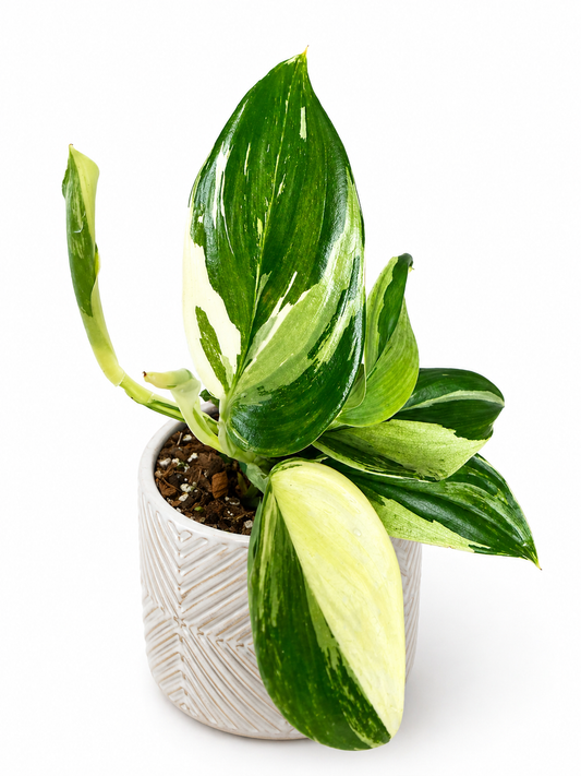 3" Scindapsus Treubii 'Moonlight' Albo