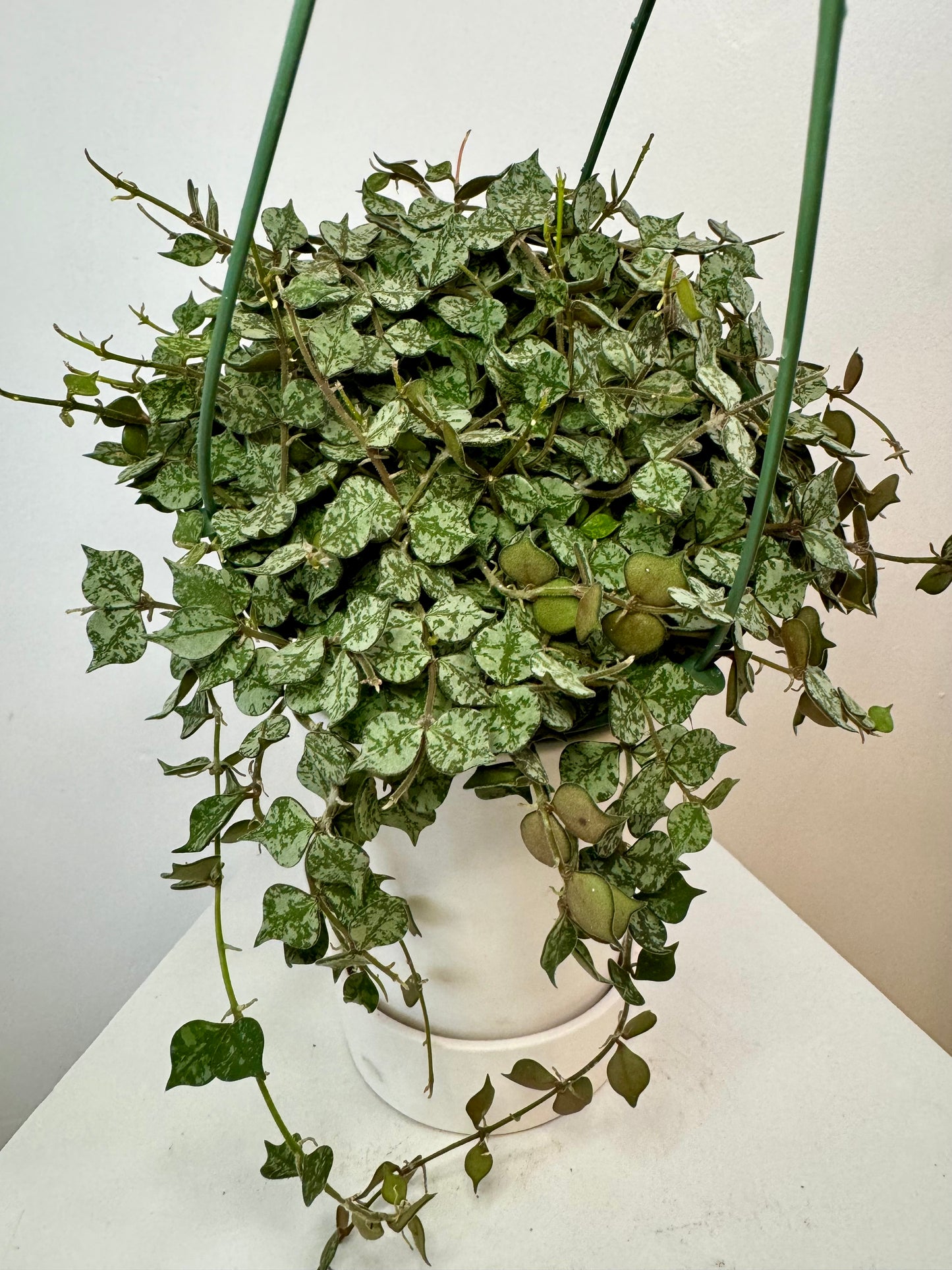 6" Hoya Curtisii