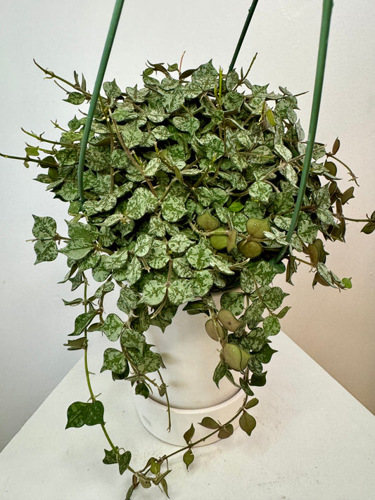 6" Hoya Curtisii