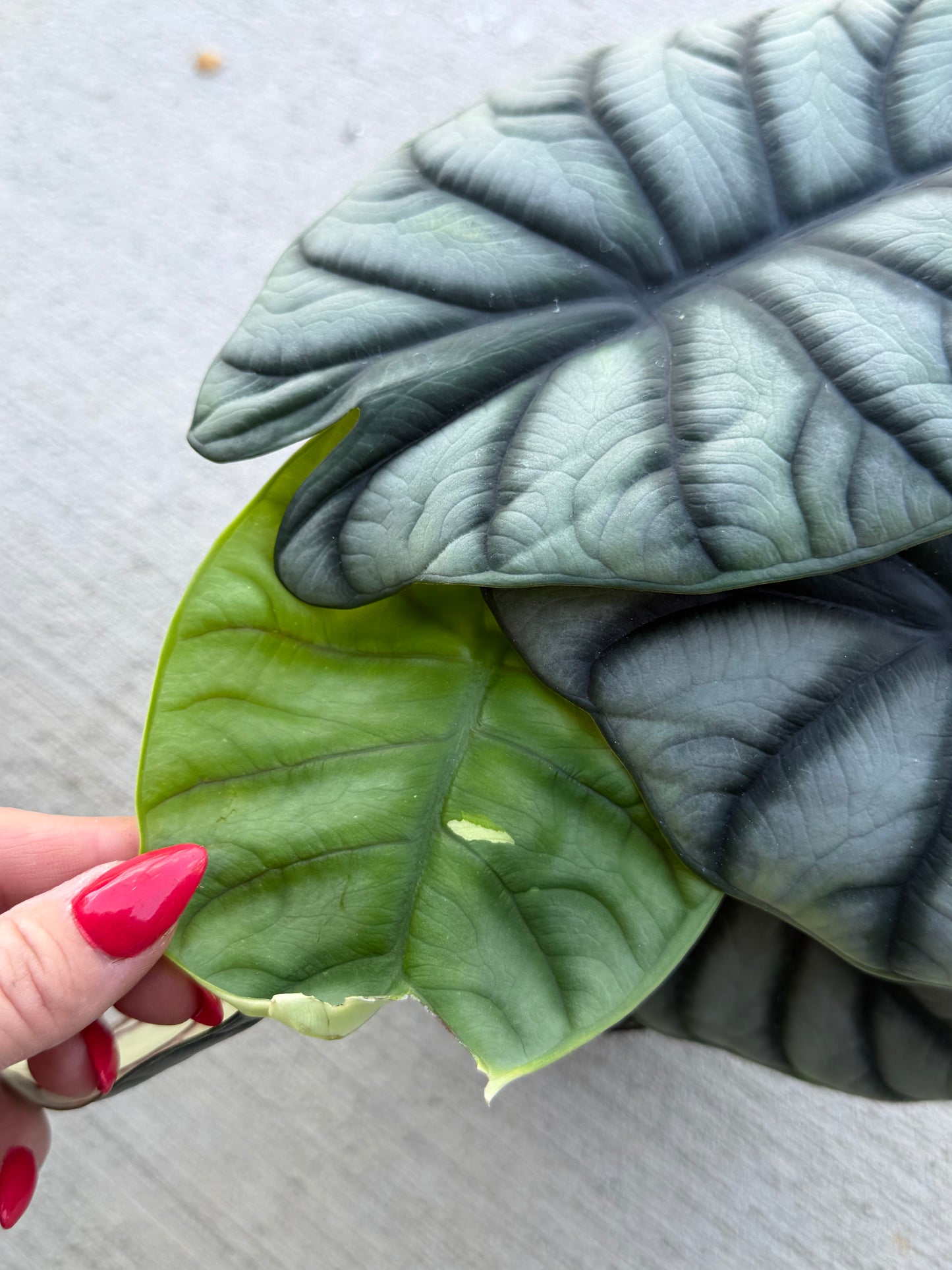 6” Alocasia Silver Dragon