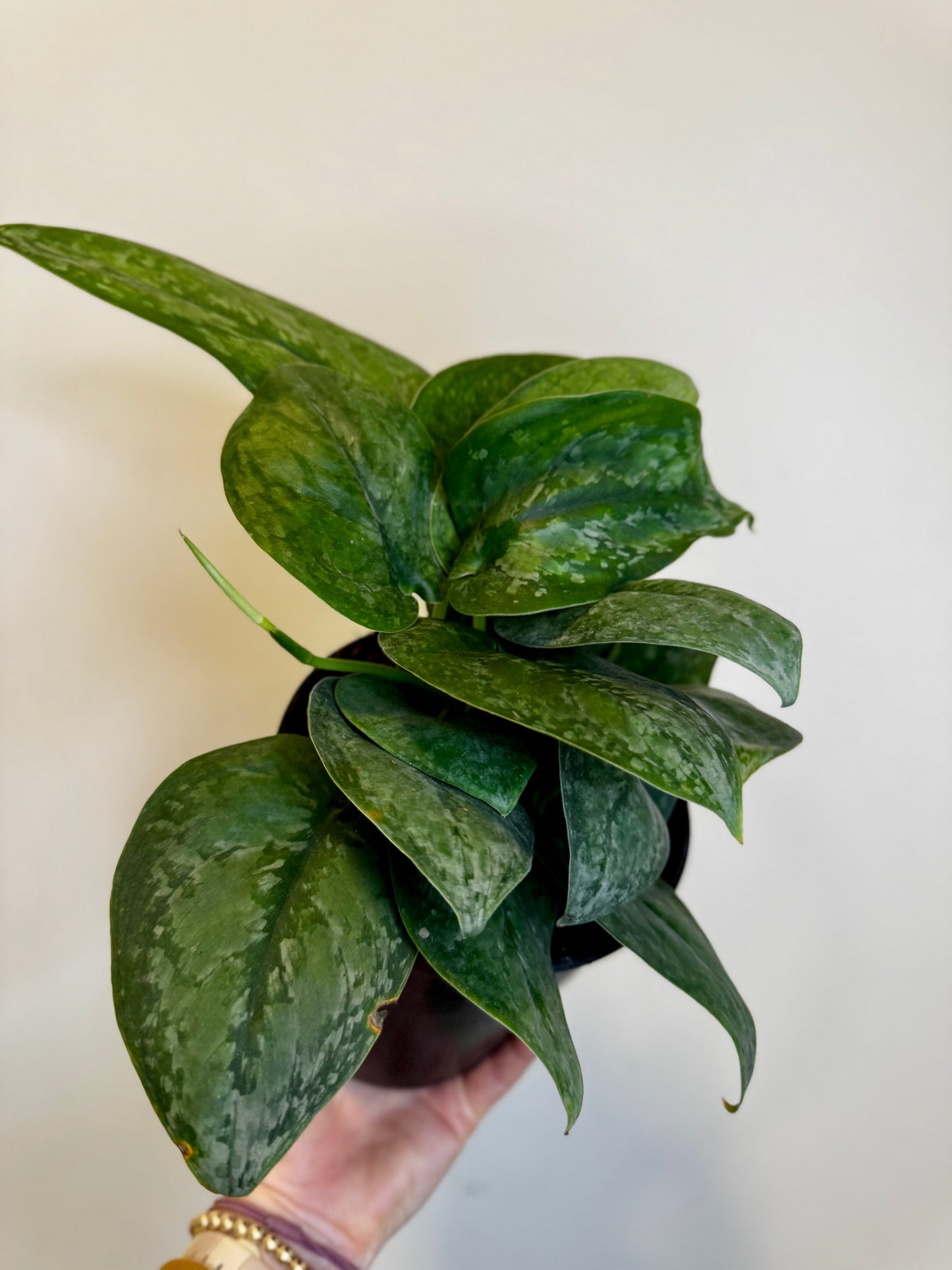 6" Scindapsus Mount Salak
