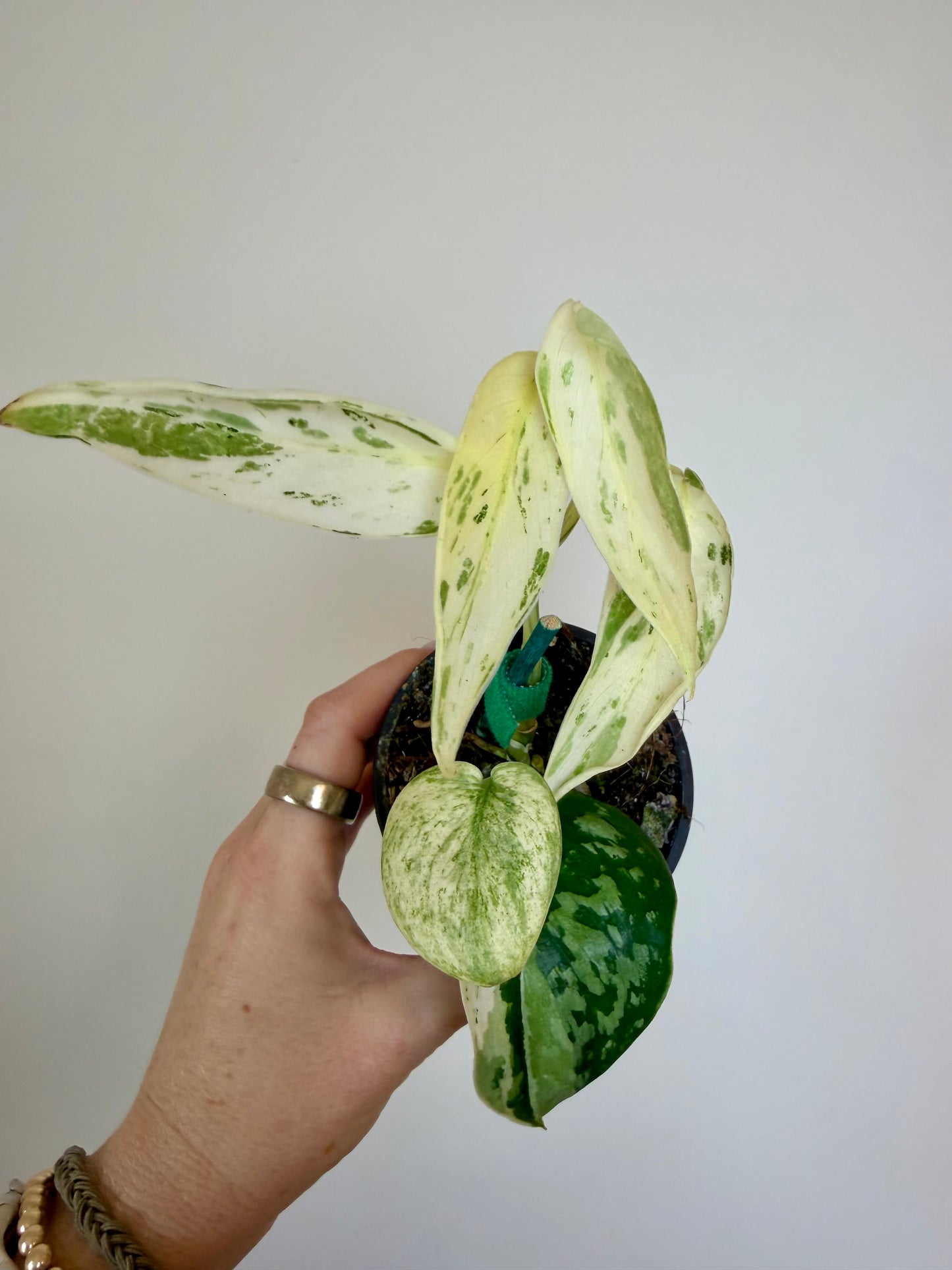 3” Scindapsus Silver Cloud Albo