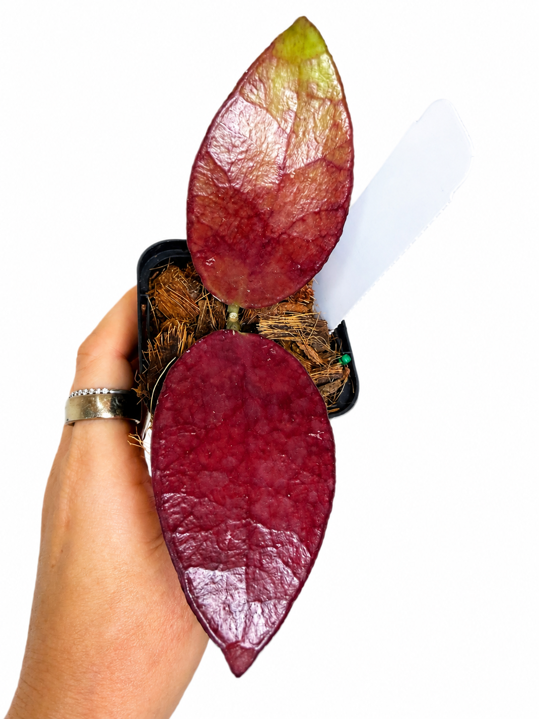 3” Hoya Benchaii Red