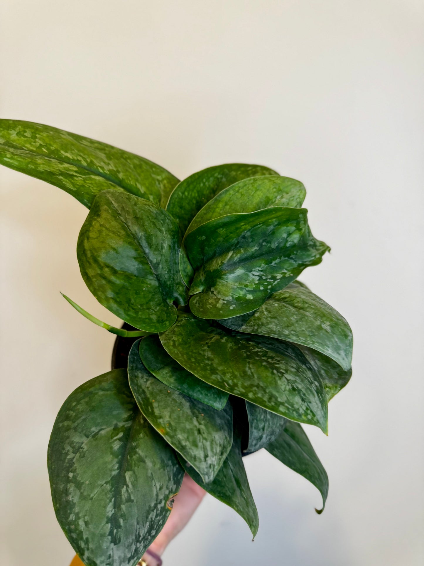 6" Scindapsus Mount Salak