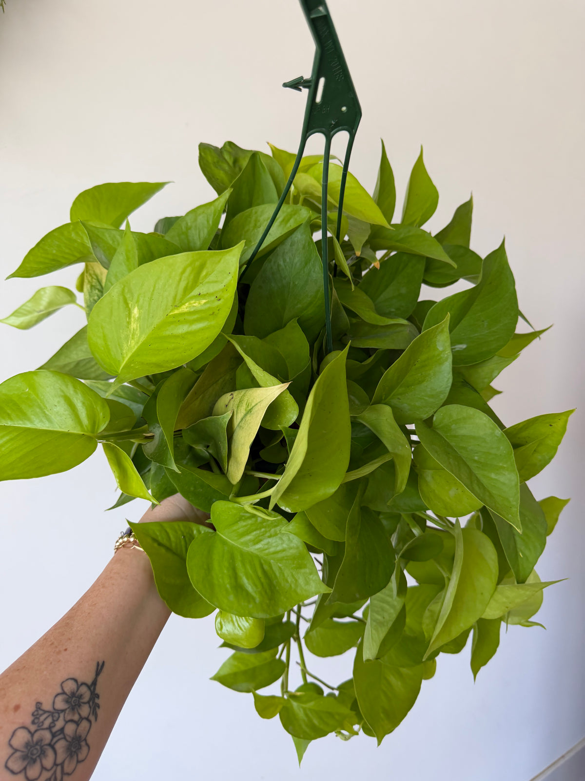 8” Pothos Neon