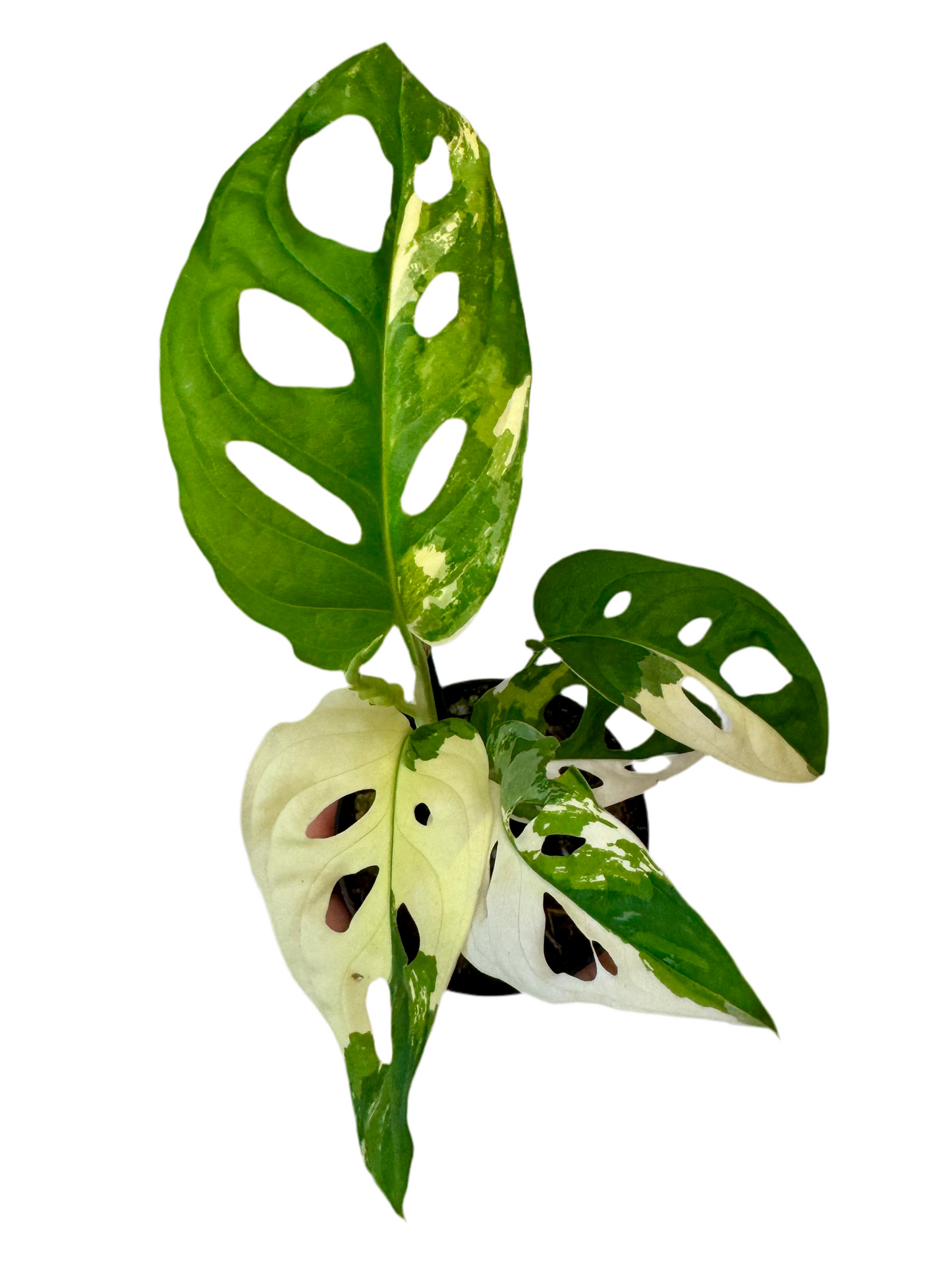 3” Monstera Adansonii Albo Variegated