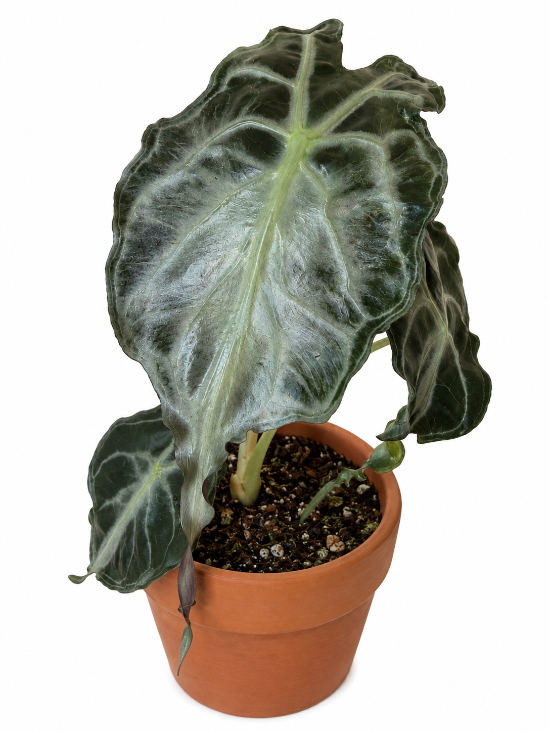 4” Alocasia Venom