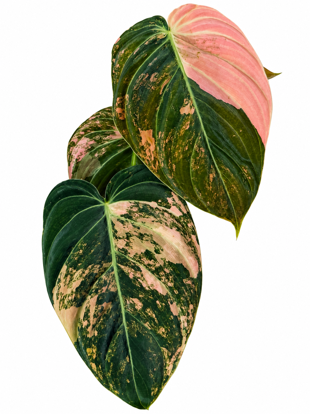 3” Philodendron Melanochrysum Variegated (Orange)