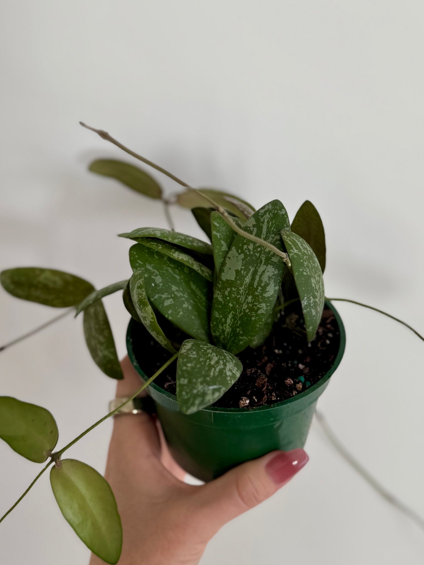 4” Hoya Sigillatis ʼRound Formʼ