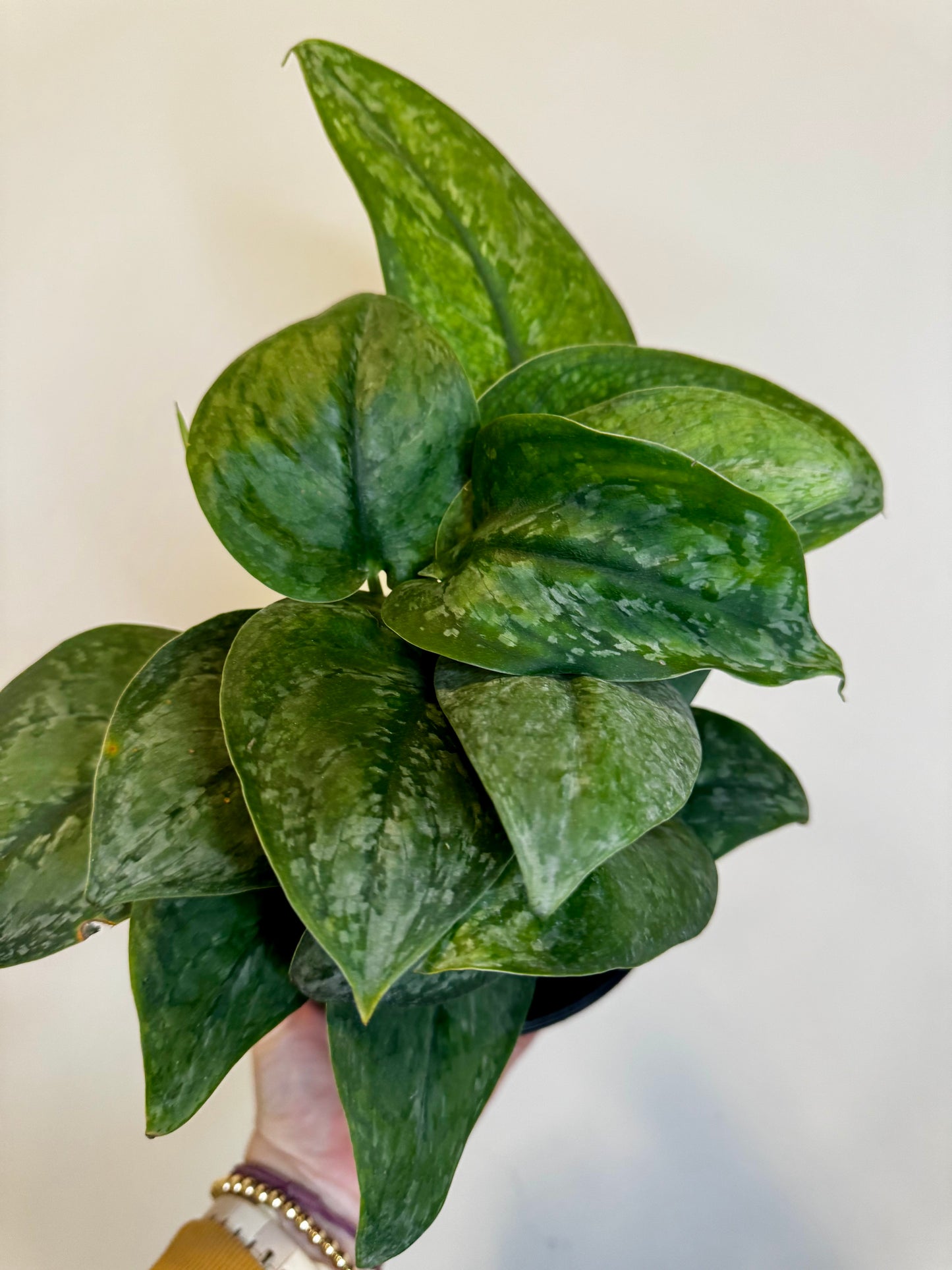 6" Scindapsus Mount Salak