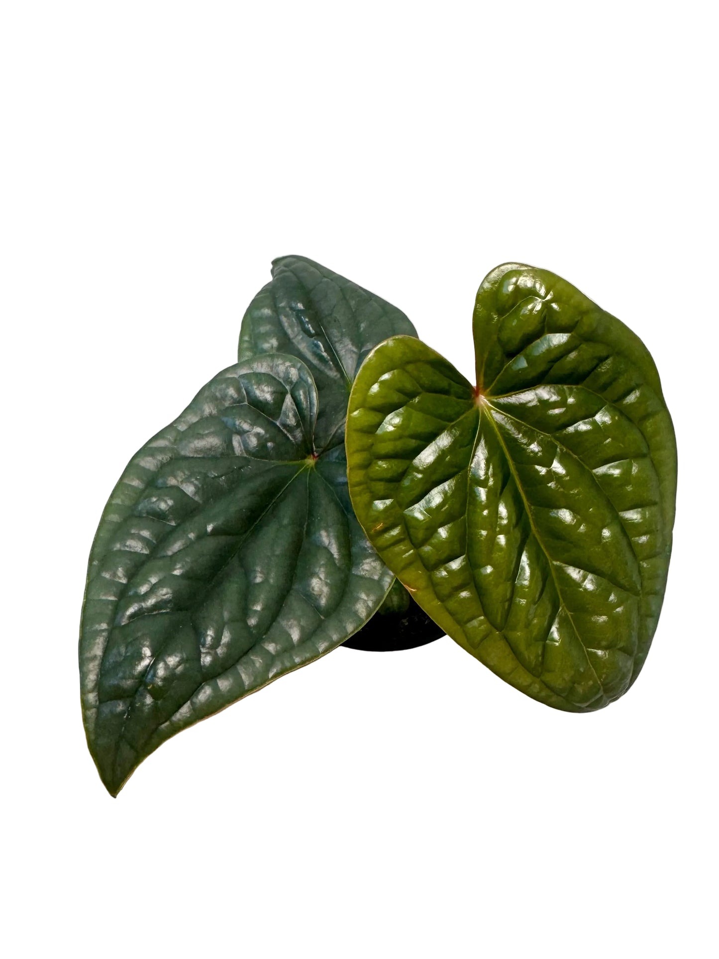 3” Anthurium Luxurians