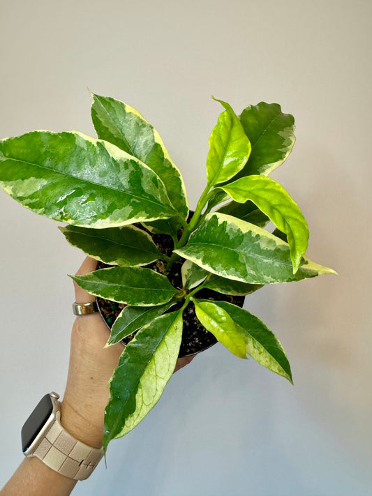 4” Hoya Multiflora Variegated ‘Shooting Star’