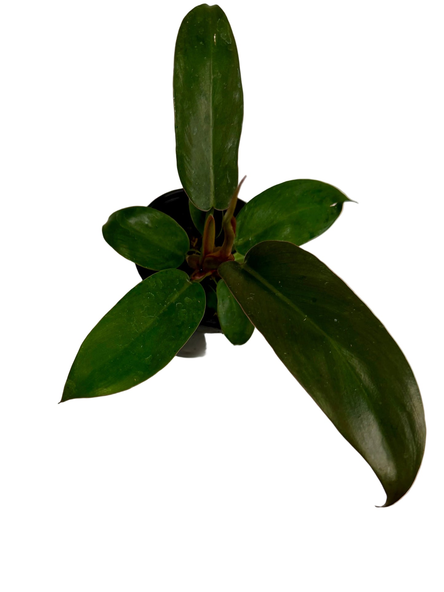 4” Philodendron Florida Bronze
