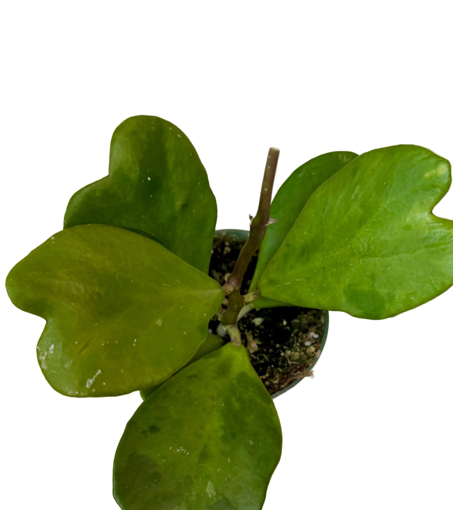 4” Hoya Kerrii Green