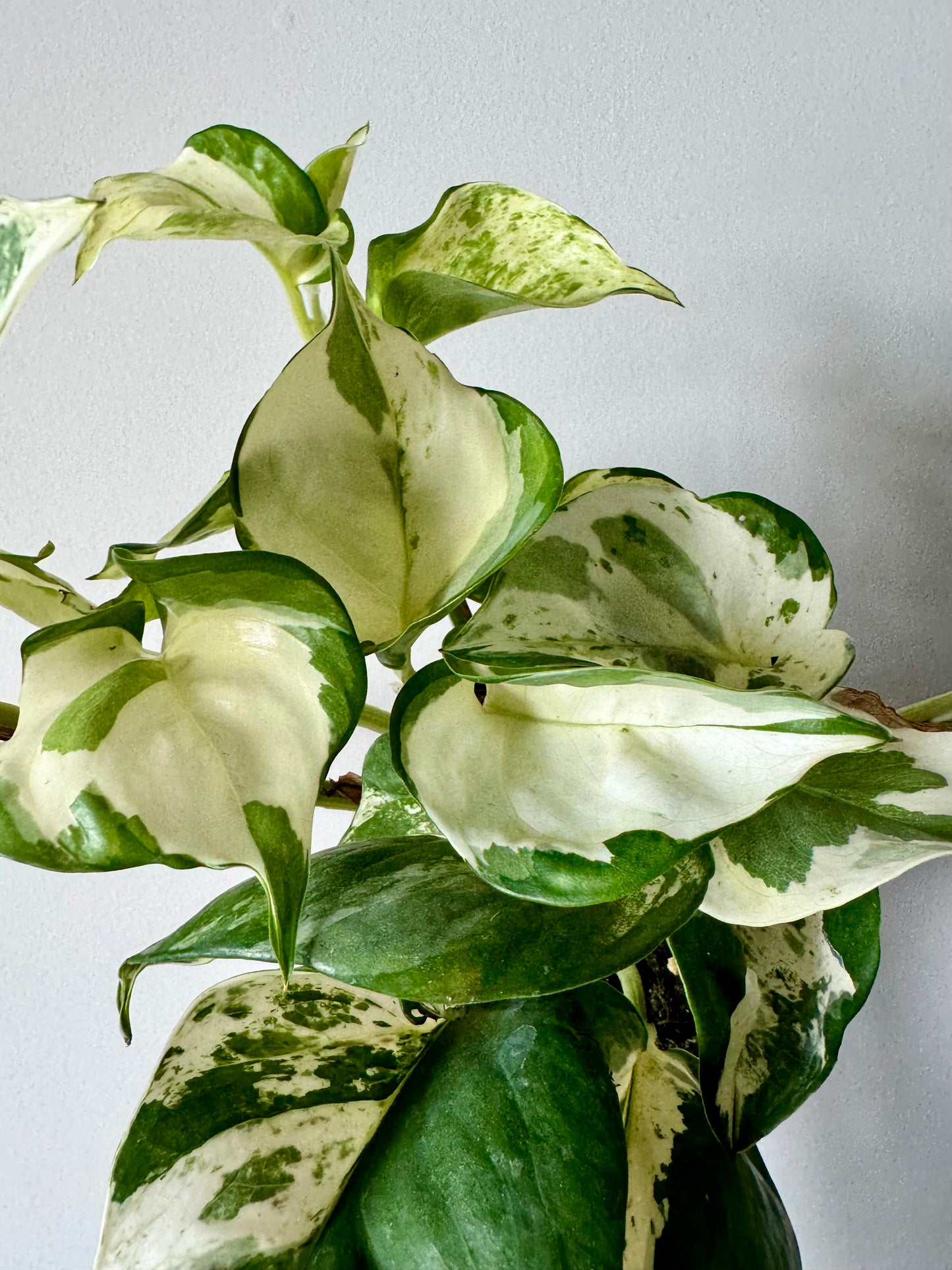 4” Manjula Pothos