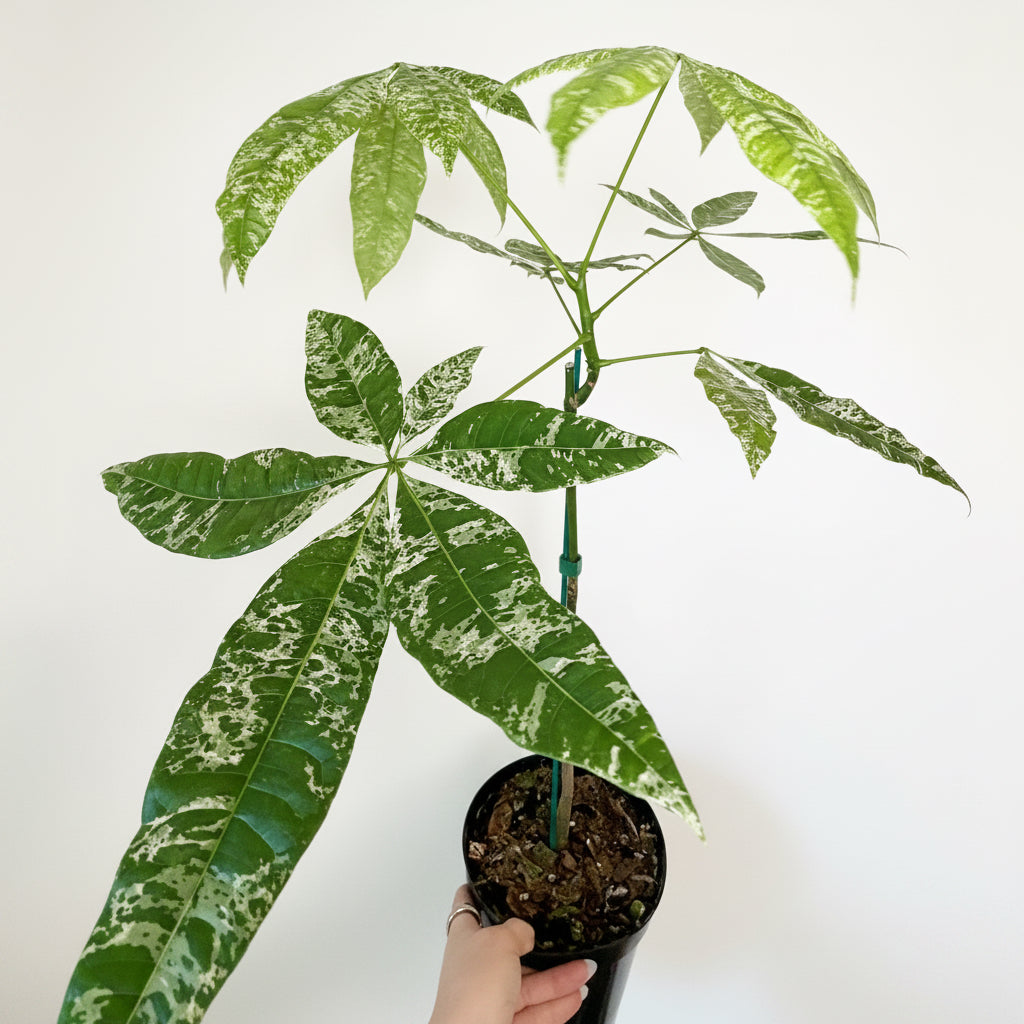 6” Money Tree Variegated
