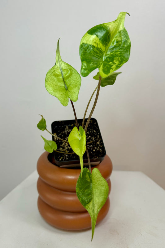 2.5" Alocasia Stingray Variegated