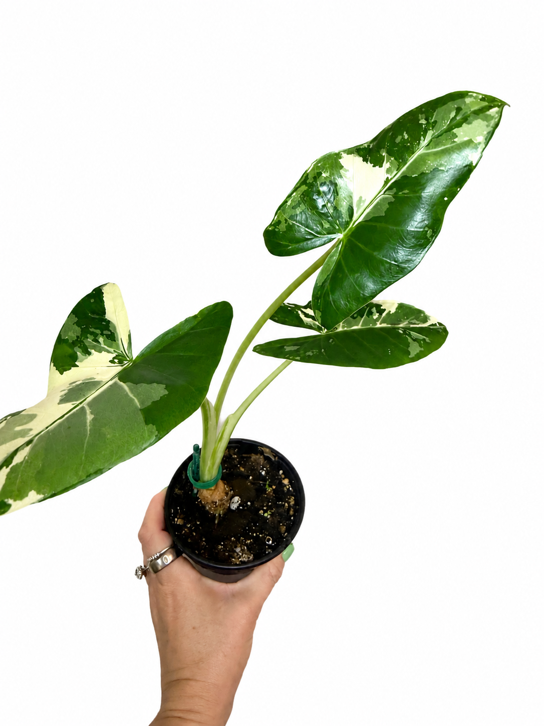 4" Alocasia Okinawa Variegated